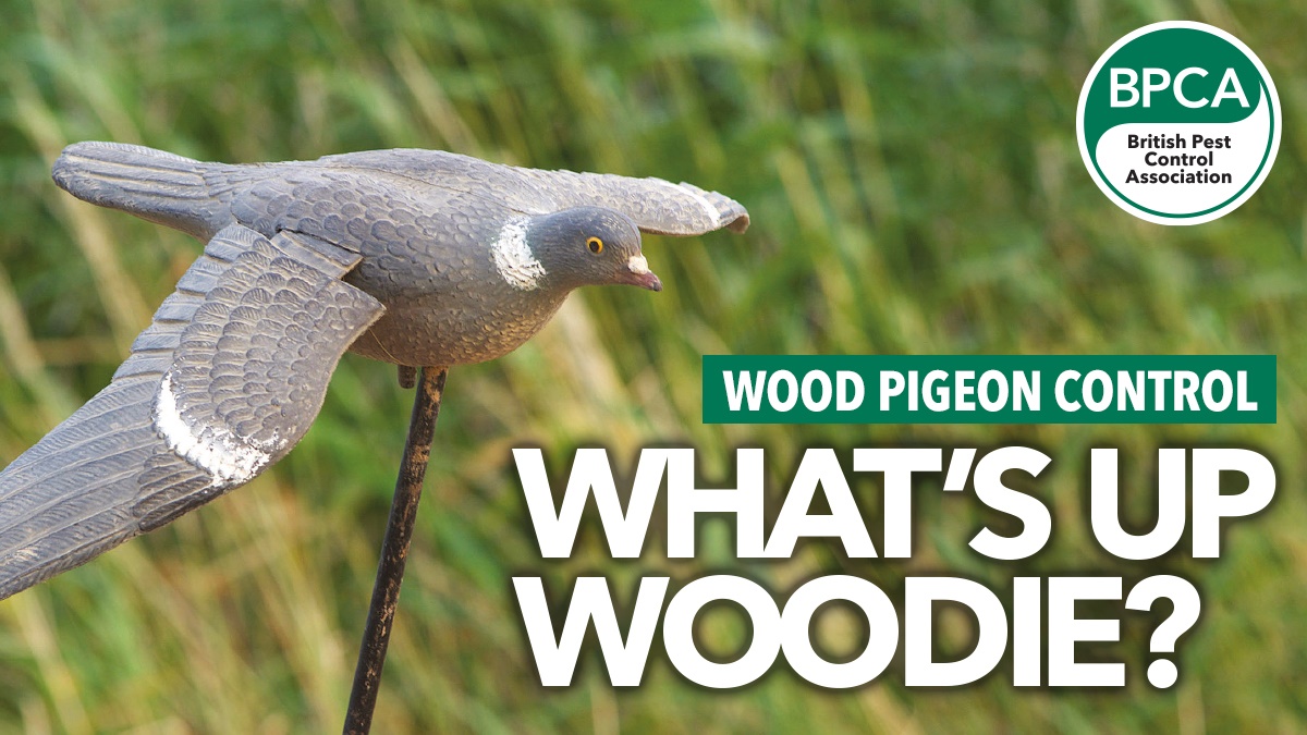 wood pigeon hero wood pigeon hero